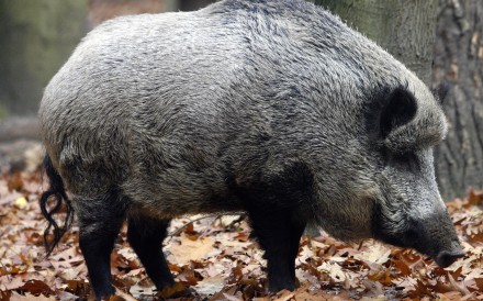 porcine ride the wild sex machine Gros seins matures